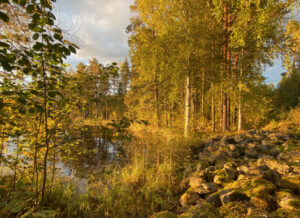 sound as medicine forest bathing