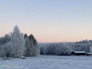 winter sollerön8