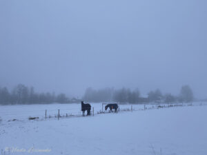 winter sollerön9